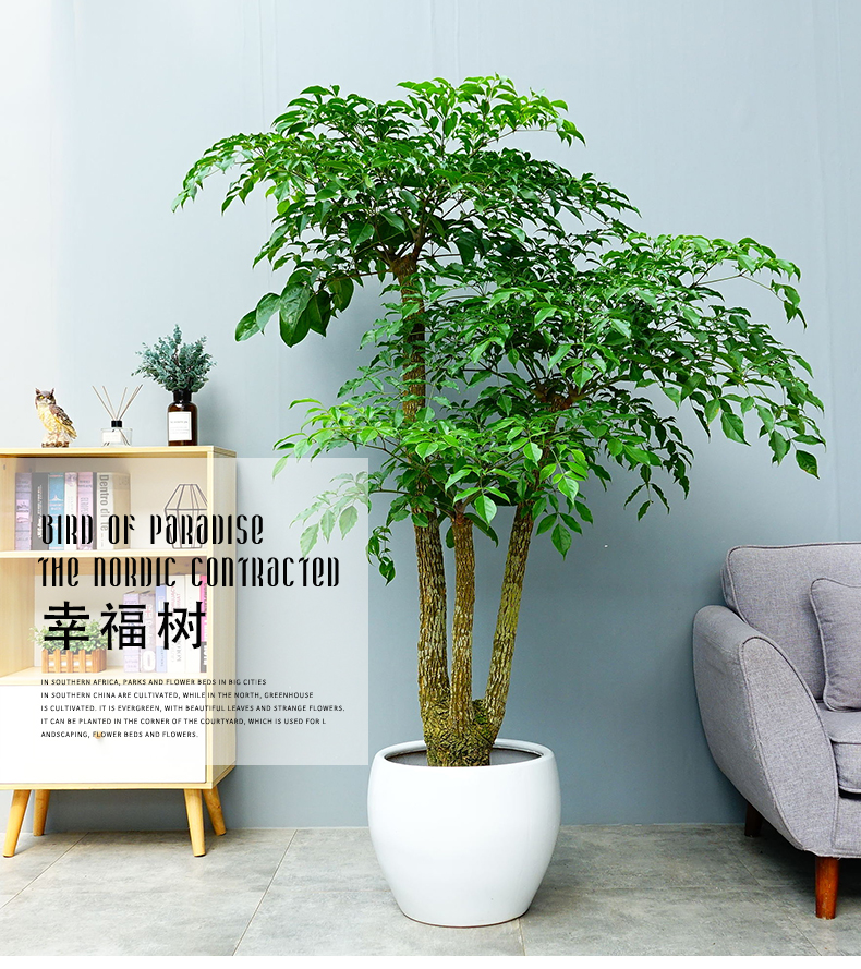 適合西安辦公室租擺的綠植-幸福樹